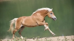 Італійські коні